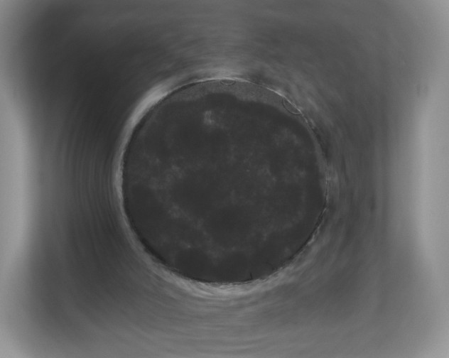 X0000111050006200907021629