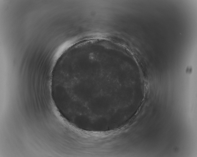 X0000111050006200907091644