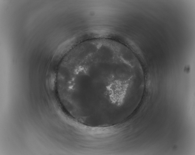 X0000111050026200907091644