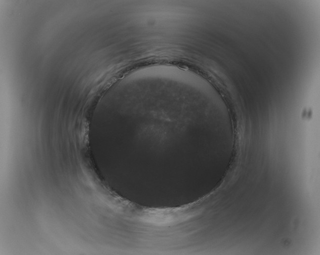 X0000111050029200907091644