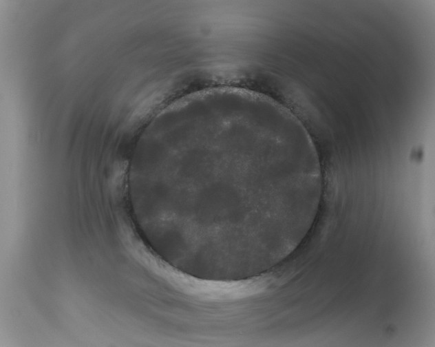 X0000111050034200907091644