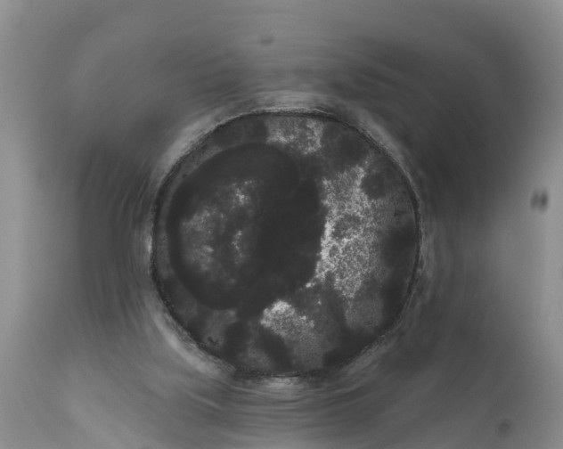 X0000111050059200907091643