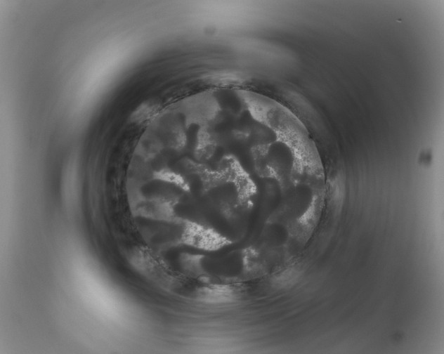 X0000111050381200907091639