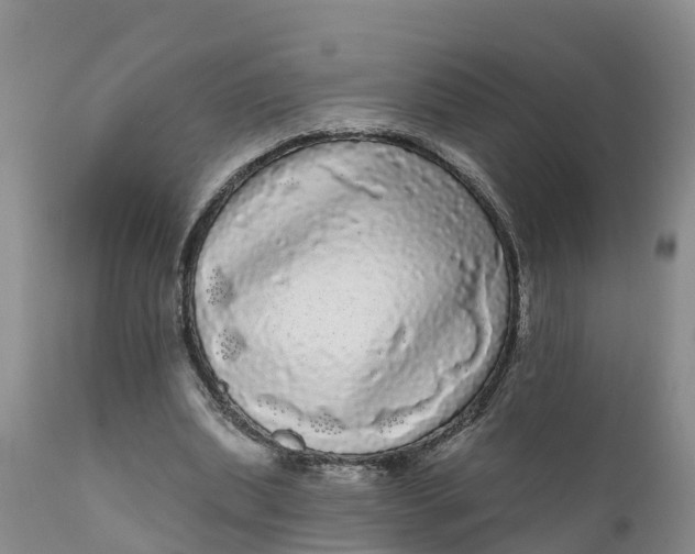 X0000111050439200907091637