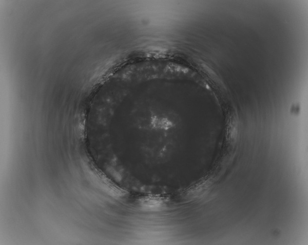 X0000111050661200907091635