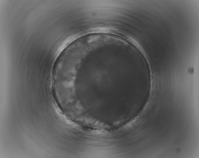 X0000111050994200907091629