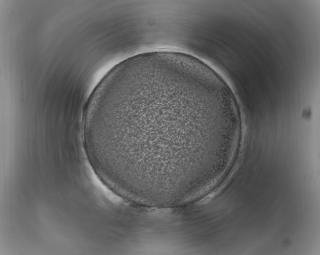 X0000111051006200907091629