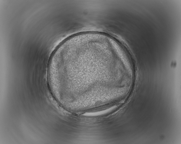 X0000111051220200907091626