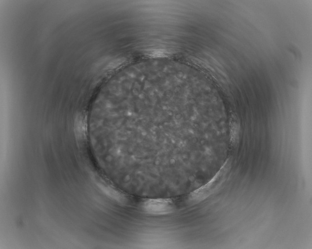 X0000111050179200908061525