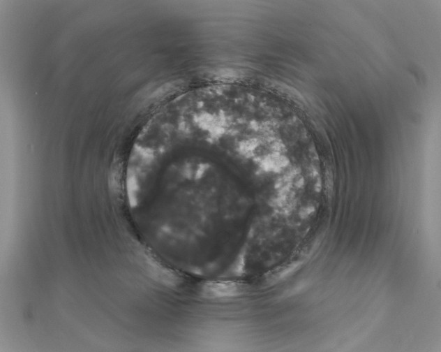 X0000111050181200908061525