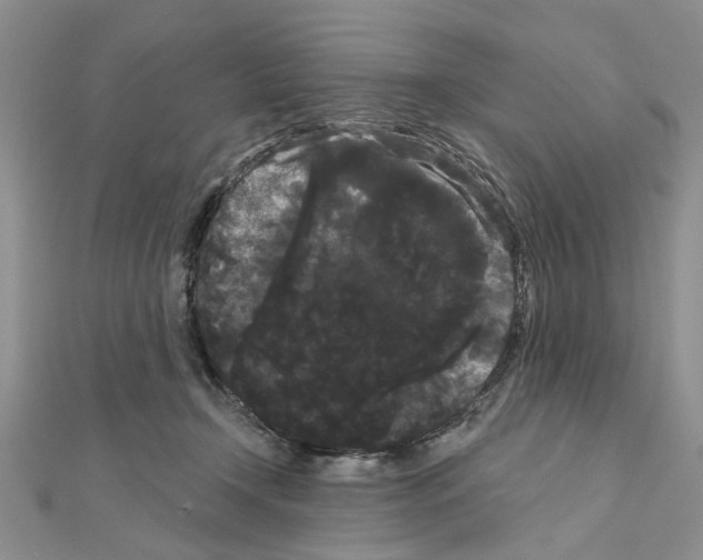 X0000111050366200908061522