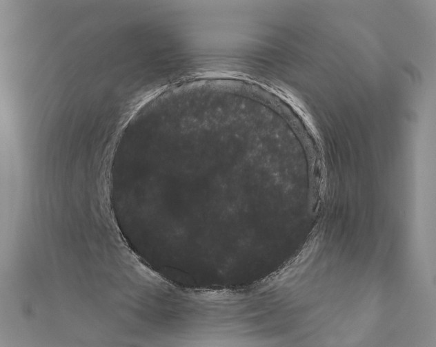 X0000111050385200908061522