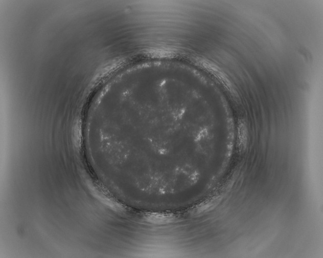 X0000111050494200908061520