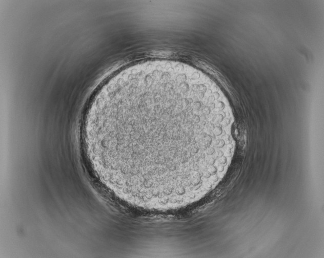 X0000111050626200908061518