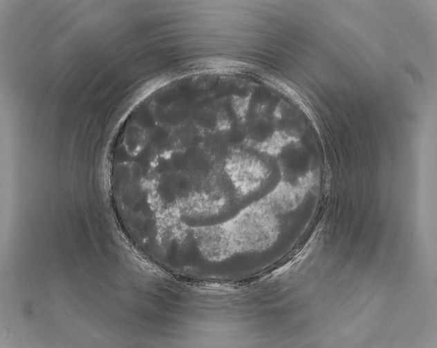 X0000111050835200908061516