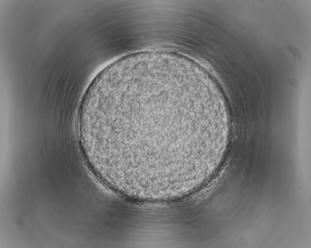 X0000111050838200908061516