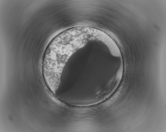 X0000111050854200908061516