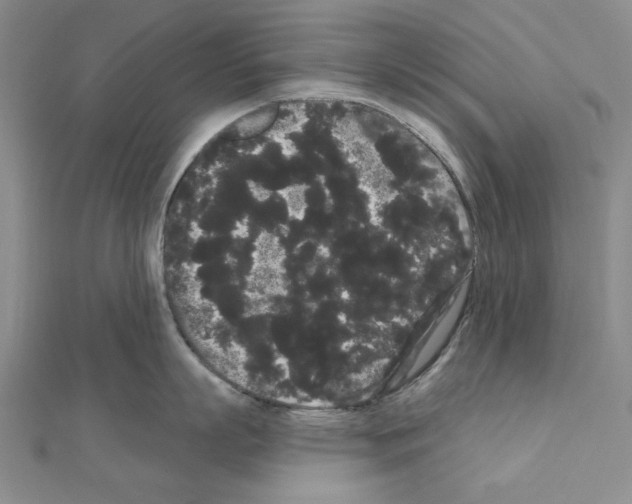 X0000111050863200908061516