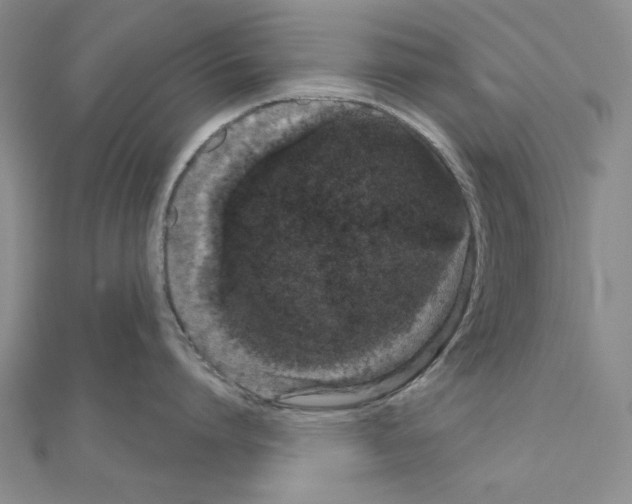 X0000111050864200908061516