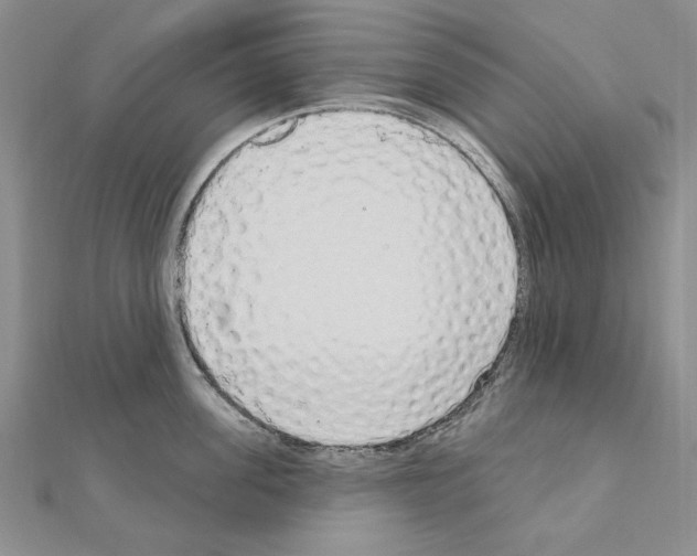 X0000111050955200908061515