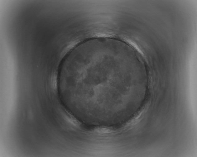 X0000111120299200906301316