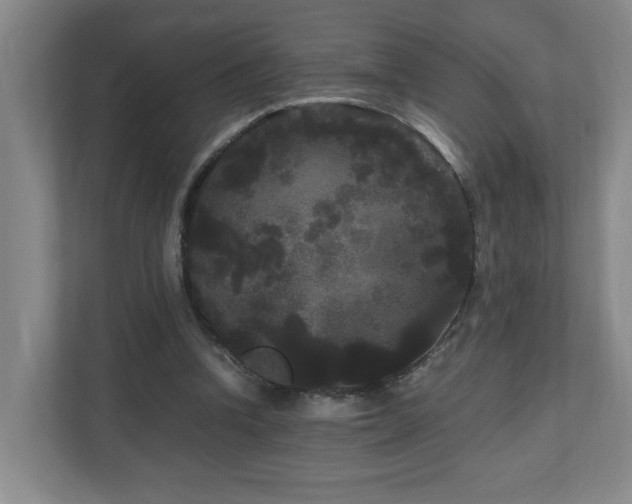 X0000111120346200906301315