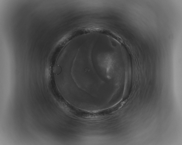 X0000111120735200906301310