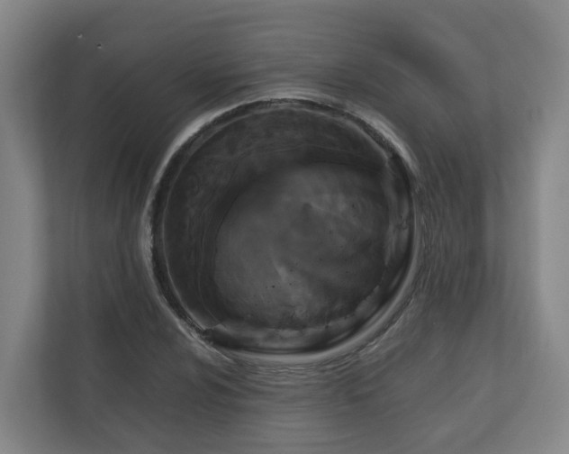 X0000111121024200906301306