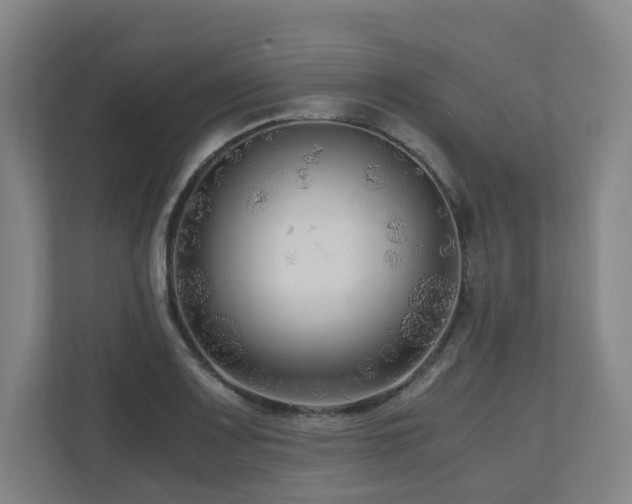 X0000111121083200906301306