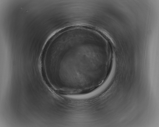 X0000111121024200907070953