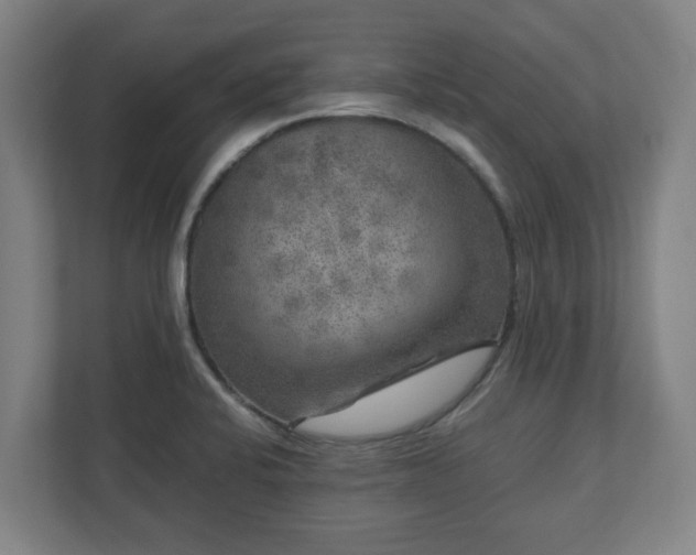 X0000111121424200907070948