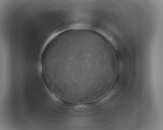 X0000111121462200907070948