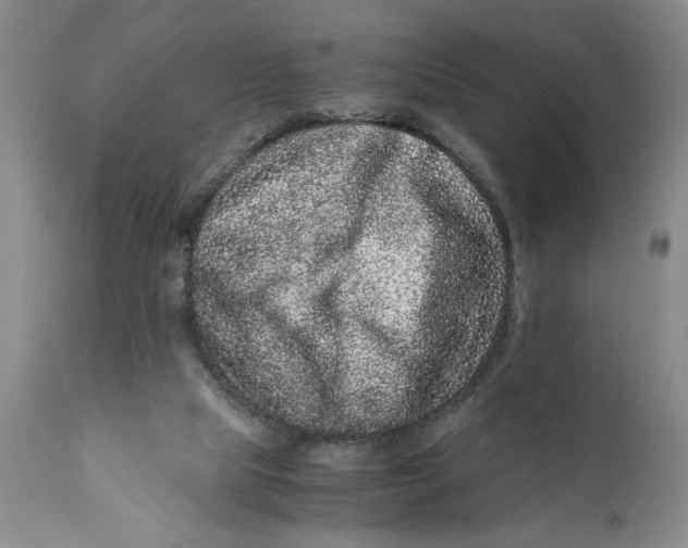 X0000111120065200907211100