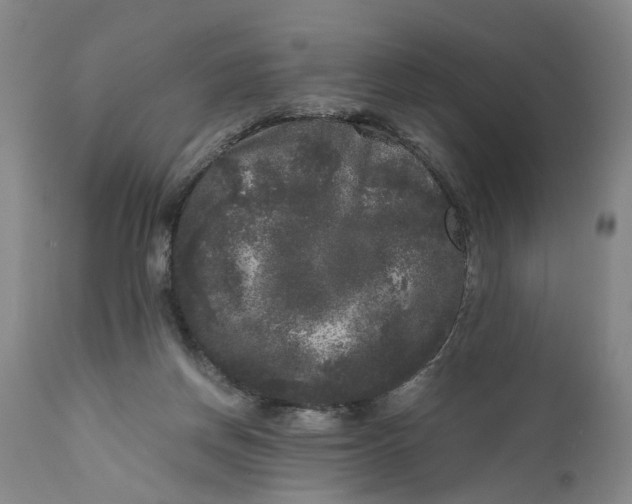 X0000111120166200907211058