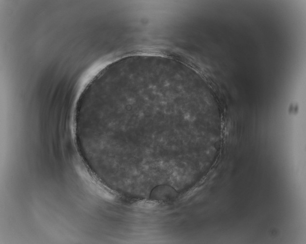 X0000111120294200907211056