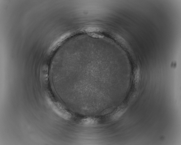 X0000111120356200907211055