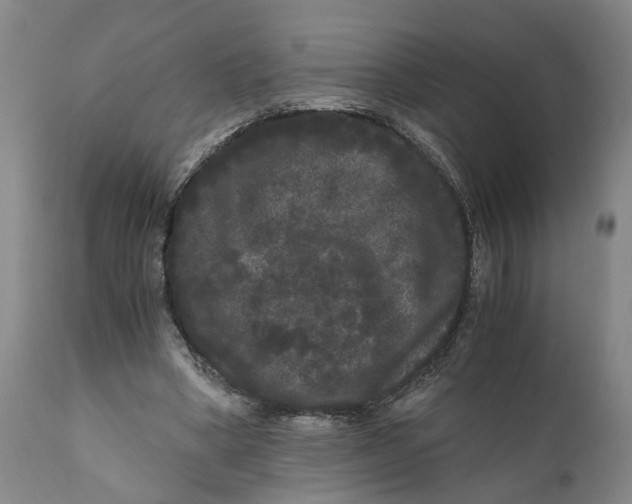 X0000111120394200907211055