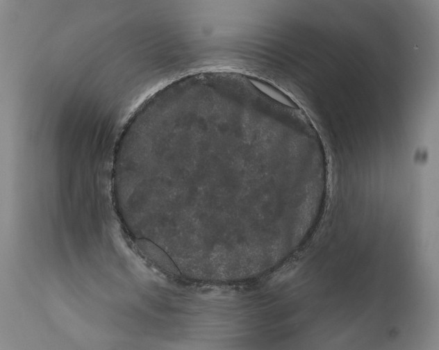 X0000111120434200907211054
