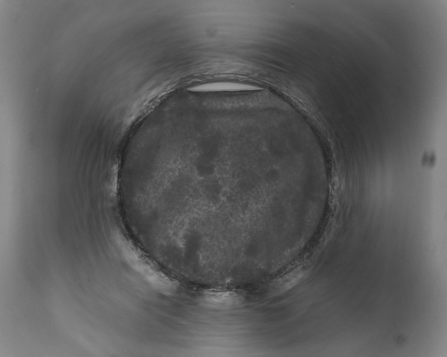 X0000111120454200907211054