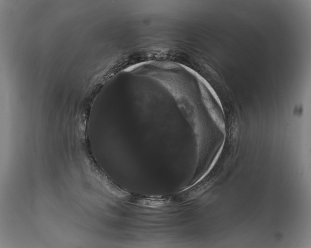 X0000111120661200907211051