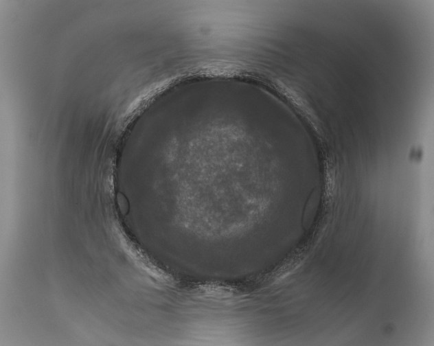 X0000111120681200907211050