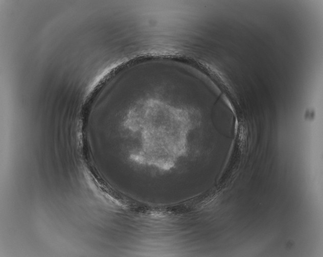 X0000111120684200907211050