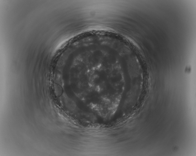 X0000111120775200907211049