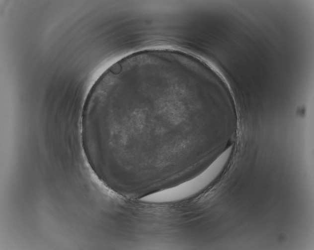 X0000111120951200907211047