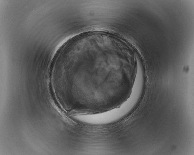 X0000111121024200907211045