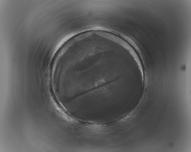 X0000111121048200907211046