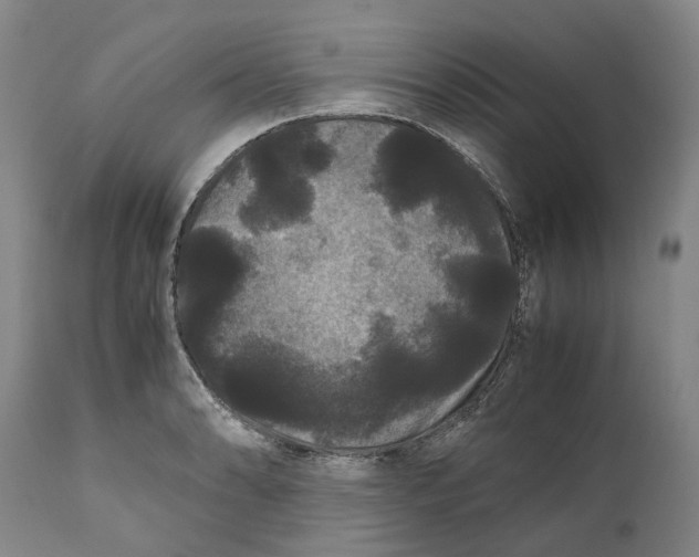 X0000111121086200907211044