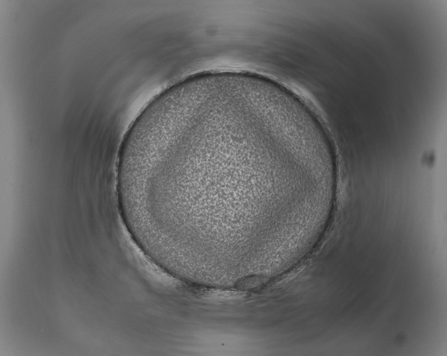 X0000111121183200907211043