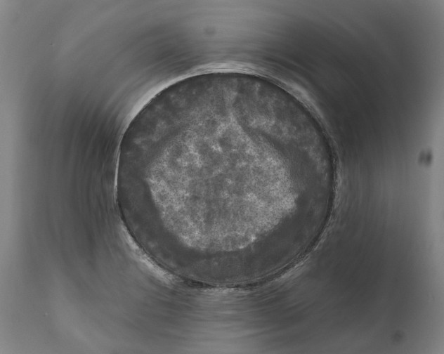 X0000111121228200907211042