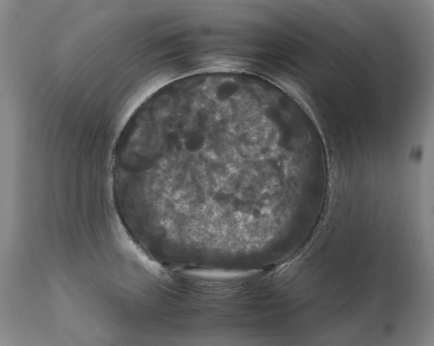 X0000111121235200907211042